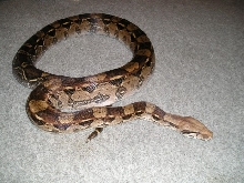 Boa