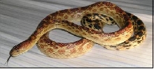 Cape Gopher Snake