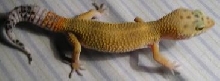Hypo Tang.