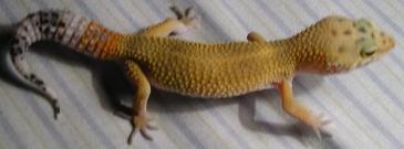 Hypo Tang.