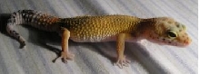 Hypo Tang.