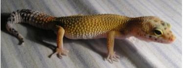 Hypo Tang.