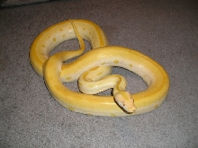 9" Green Albino Burm