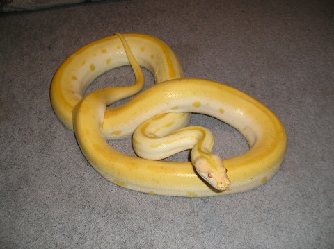 9" Green Albino Burm