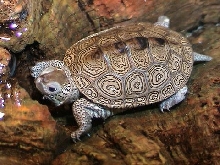 centrata terrapin