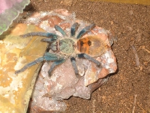 Greenbottle blue