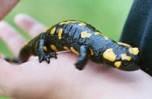 Fire salamander