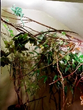 Walk-in Veiled Habitat