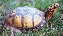 Eastern box turtle