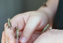 All four hatchlings