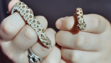 Western hognose snakes