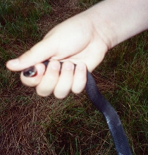 Wild Melanistic