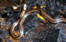 Kukri snake