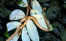 Snail-eating snake