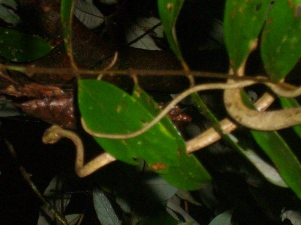 Snail-eater 2