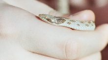 Night snake