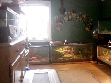 More of my reptile room