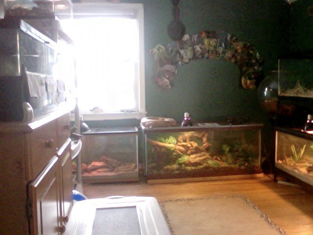 More of my reptile room