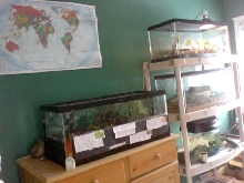 More of my reptile room