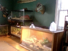 Some of my herp exhibits