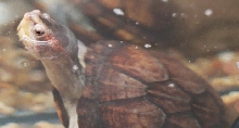 Red-cheeked mud turtle