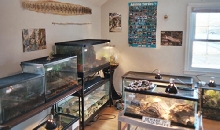 Reptile room