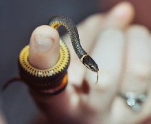 Southern ringneck