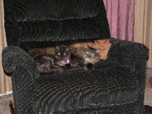 Buttercup, Marvin & Liger