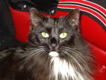 Fluffy