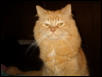 Liger