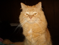 Liger