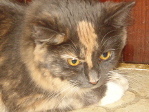 Mia