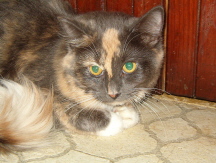 Mia