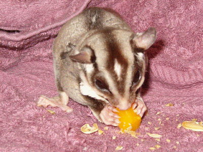 Sugar
