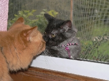Buttercup & Liger