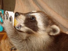 Nursing Coon