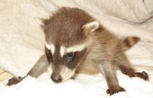 Coon