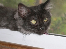 Buttercup