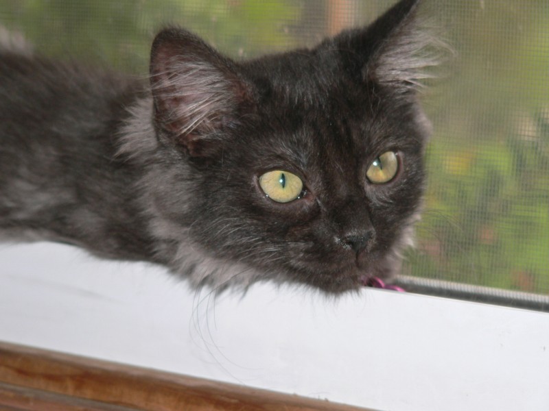 Buttercup