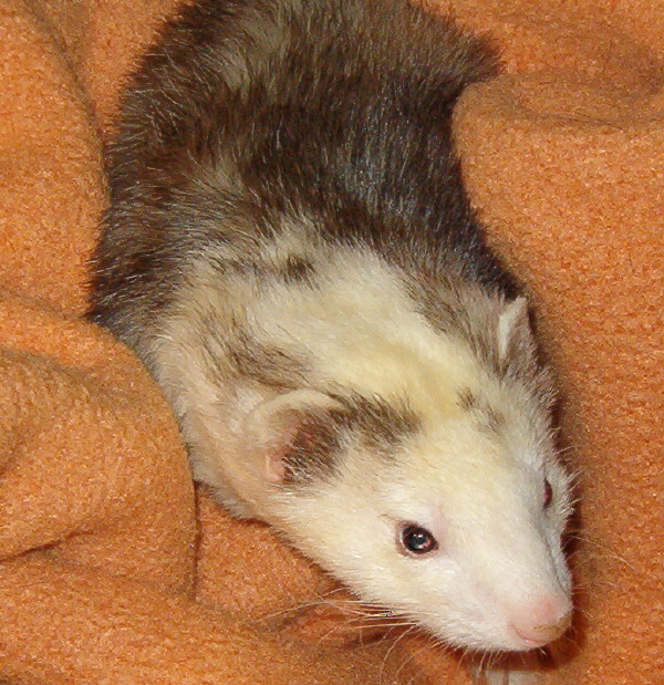 Dar