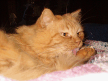 Liger Wash