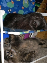 Marvin and Buttercup