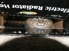 Peek-a-boo Marvin