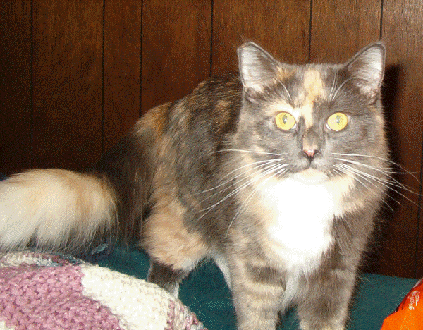 Mia Tail
