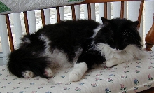 Chenille