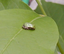 green frog