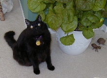 Pepper by the plant