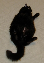 Pepper on his back