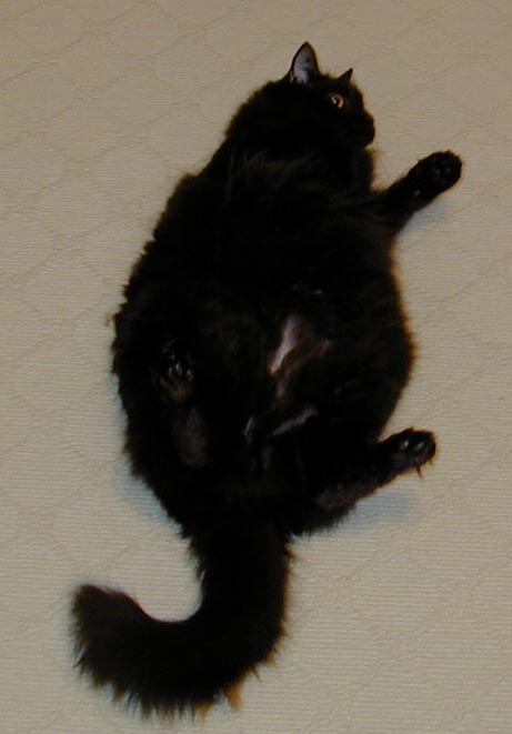 Pepper on his back