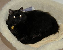 Pepper in cat bed